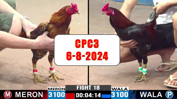 Đá gà thomo CPC3 ngày 6-8-2024