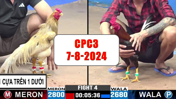 Đá gà thomo CPC3 ngày 7-8-2024