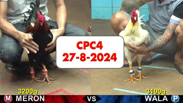 Đá gà thomo CPC4 ngày 27-8-2024