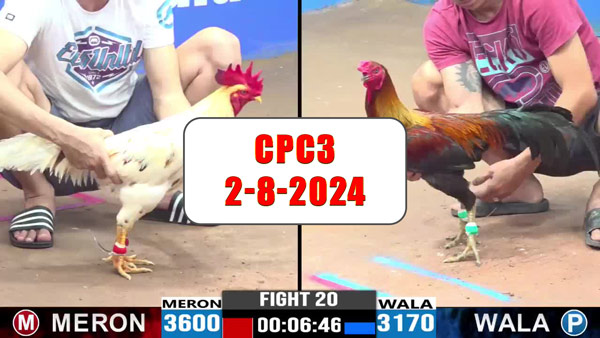 Đá gà thomo CPC3 ngày 2-8-2024