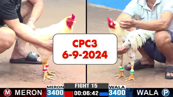 Đá gà thomo CPC3 ngày 6-9-2024