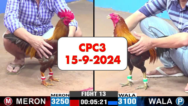 Đá gà thomo CPC3 ngày 15-9-2024