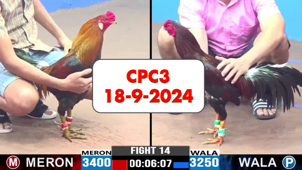 Đá gà thomo CPC3 ngày 18-9-2024