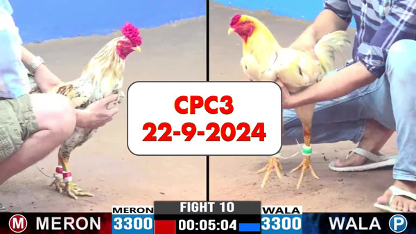 Đá gà thomo CPC3 ngày 22-9-2024