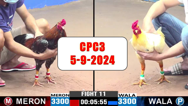 Đá gà thomo CPC3 ngày 5-9-2024