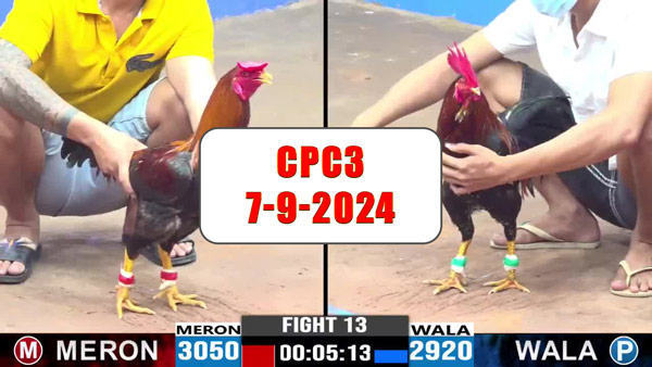 Đá gà thomo CPC3 ngày 7-9-2024