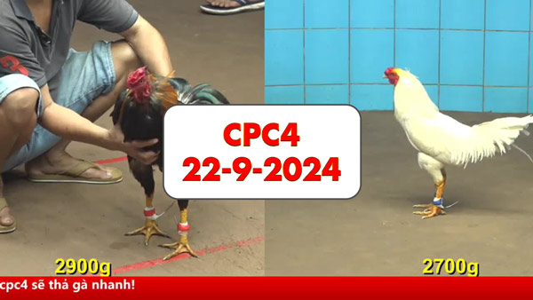 Đá gà thomo CPC4 ngày 22-9-2024