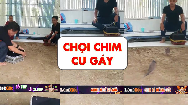 Chọi chim cu gáy gay cấn không kém đá gà cựa sắt