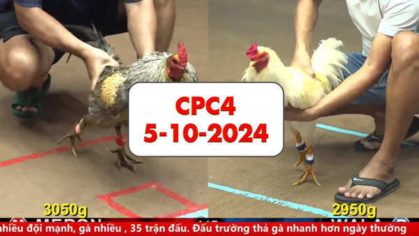 Đá gà thomo Cpc4 ngày 5-10-2024