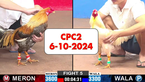 Đá gà thomo CPC2 ngày 6-10-2024