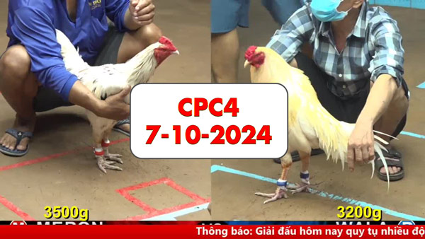 Đá gà thomo CPC4 ngày 7-10-2024