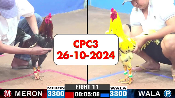 Đá gà thomo Cpc3 ngày 26-10-2024