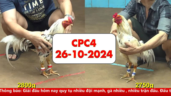 Đá gà thomo Cpc4 ngày 26-10-2024