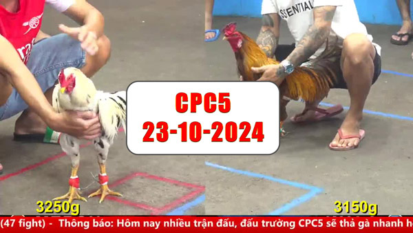 Đá gà thomo Cpc5 ngày 23-10-2024