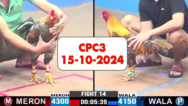 Đá gà thomo CPC3 ngày 15-10-2024