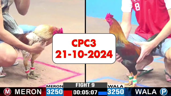 Đá gà thomo CPC3 ngày 21-10-2024