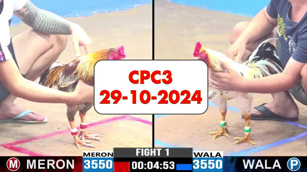 Đá gà thomo Cpc3 ngày 29-10-2024