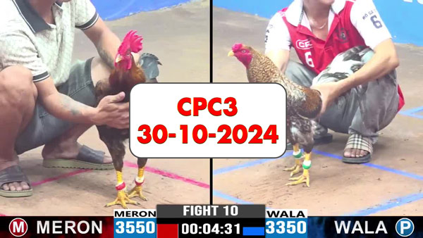 Đá gà thomo CPC3 ngày 30-10-2024