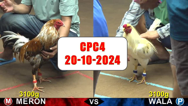 Đá gà thomo Cpc4 ngày 20-10-2024