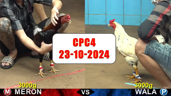 Đá gà thomo Cpc4 ngày 23-10-2024