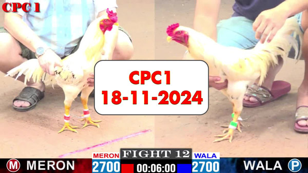 Đá gà thomo CPC1 ngày 18-11-2024