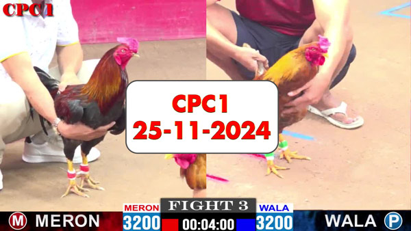 Đá gà thomo CPC1 ngày 25-11-2024