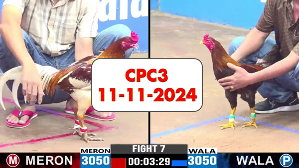 Đá gà thomo CPC3 ngày 11-11-2024