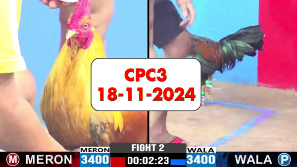 Đá gà thomo CPC3 ngày 18-11-2024