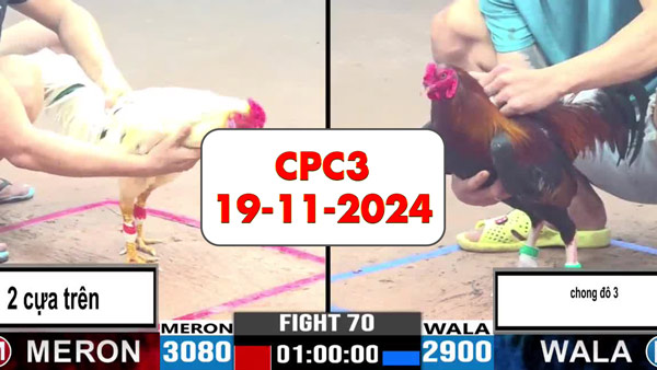 Đá gà thomo CPC3 ngày 19-11-2024