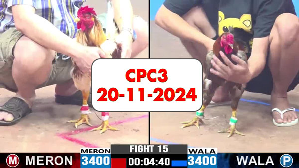 Đá gà thomo CPC3 ngày 20-11-2024