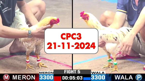 Đá gà thomo CPC3 ngày 21-11-2024