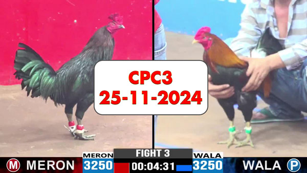 Đá gà thomo CPC3 ngày 25-11-2024