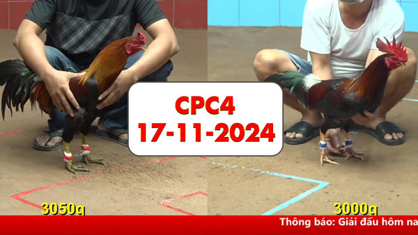 Đá gà thomo CPC4 ngày 17-11-2024