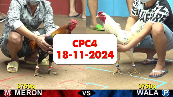 Đá gà thomo CPC4 ngày 18-11-2024