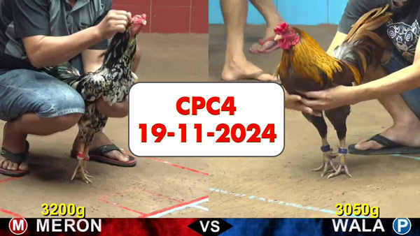 Đá gà thomo CPC4 ngày 19-11-2024