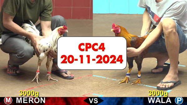 Đá gà thomo CPC4 ngày 20-11-2024