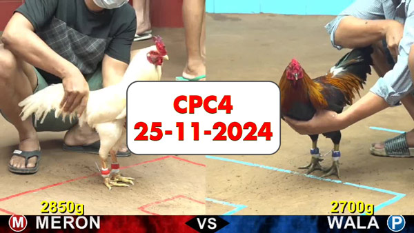 Đá gà thomo CPC4 ngày 25-11-2024