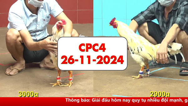 Đá gà thomo CPC4 ngày 26-11-2024