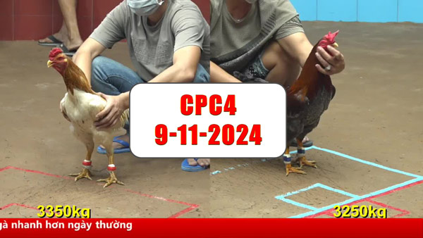 Đá gà thomo CPC4 ngày 9-11-2024