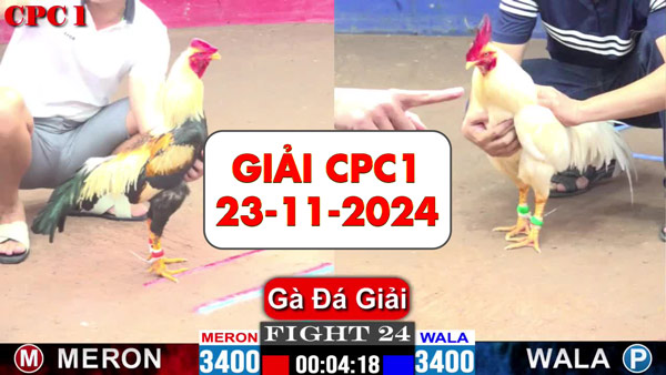 Giải đá gà tự do ngày 23-11-2024 tại bồ gà C1 thomo Campuchia