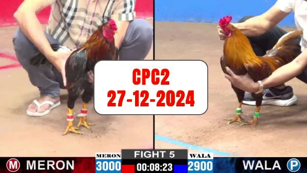 Đá gà thomo cpc2 ngày 27-12-2024