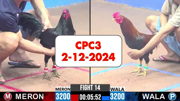 Đá gà thomo CPC3 ngày 2-12-2024