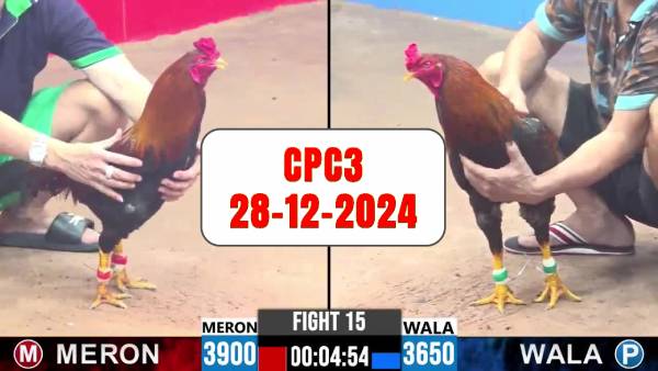 Đá gà thomo Cpc3 ngày 28-12-2024