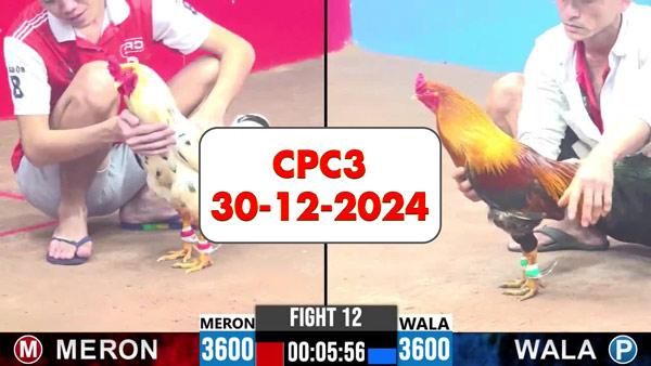 Đá gà thomo CPC3 ngày 30-12-2024