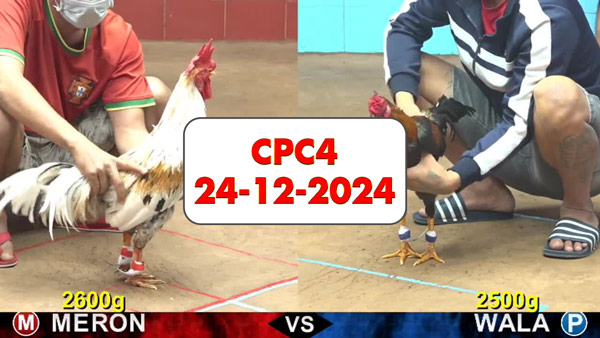 Đá gà thomo CPC4 ngày 24 -12-2024