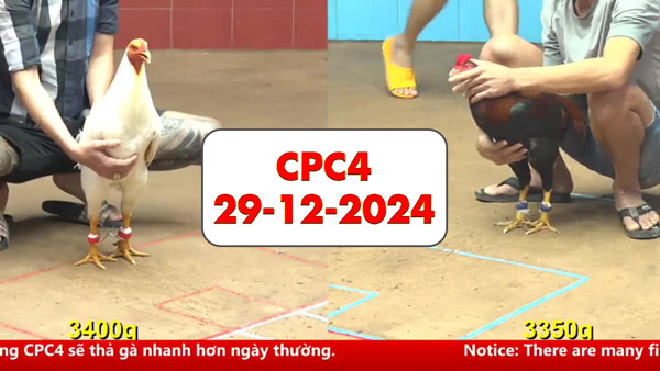 Đá gà thomo CPc4 ngày 29-12-2024