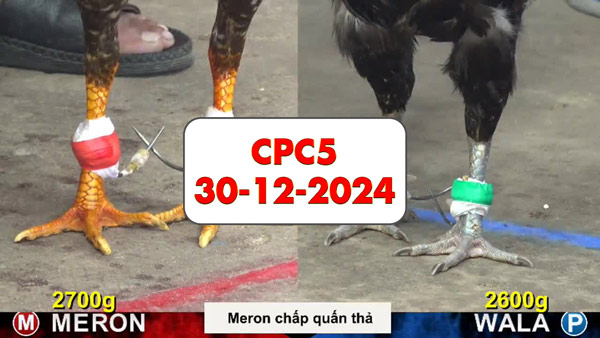 Đá gà thomo CPC5 ngày 30-12-2024