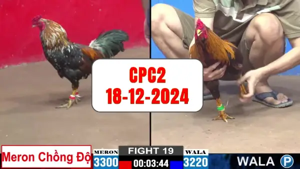 Đá gà thomo CPC2 ngày 18-12-2024