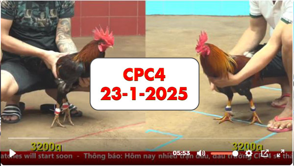 Đá gà thomo CPC4 ngày 23-1-2025