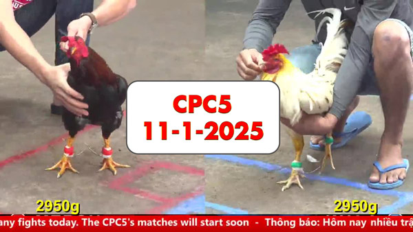 Đá gà thomo CPC5 ngày 11-1-2025